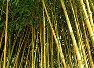 Изготовление бамбуковых пеллет