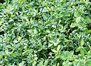 Производство гранул из люцерны